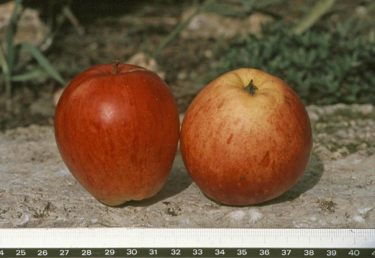 Hauptsorte Apfel - Obstarche