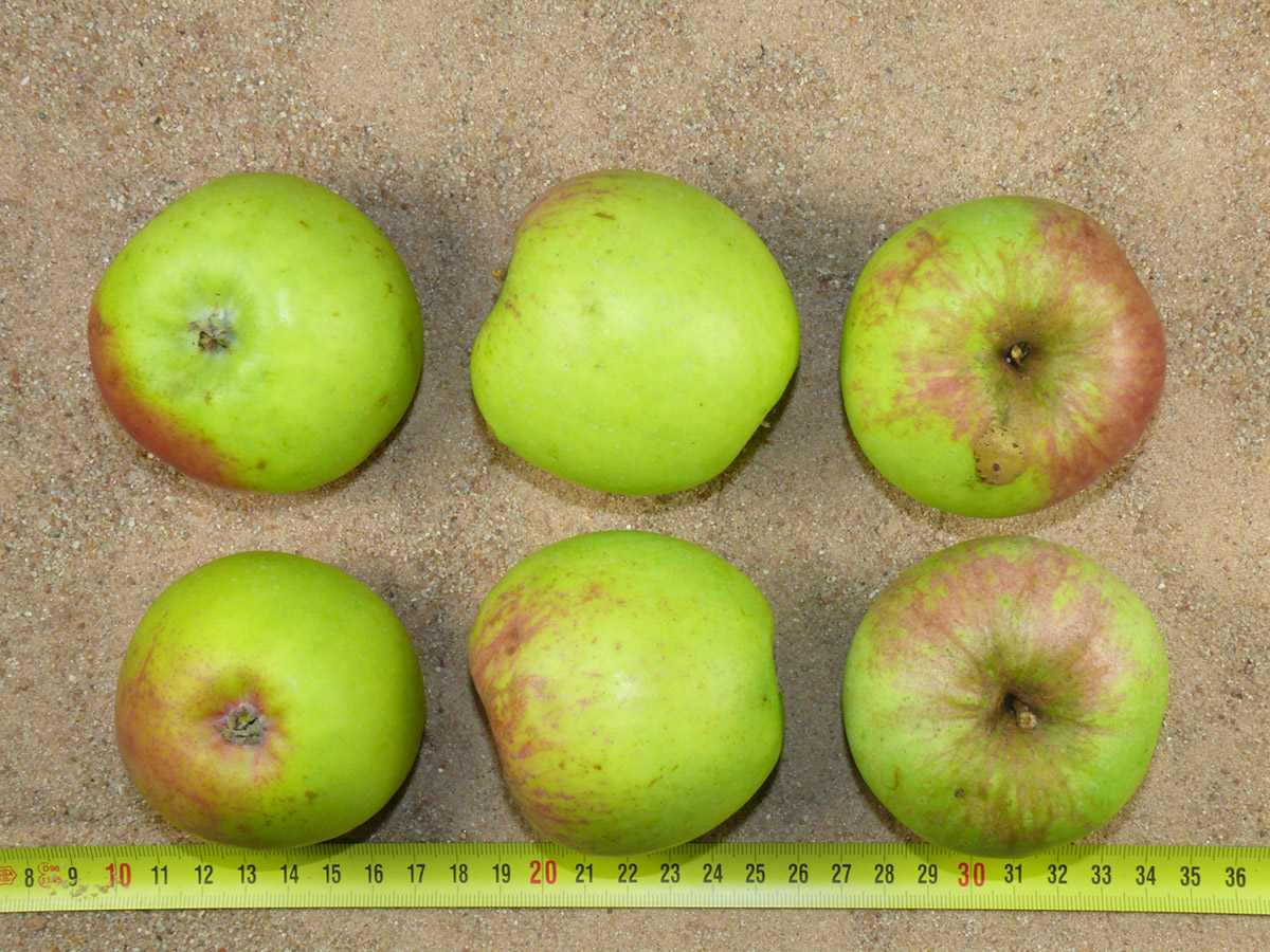 Hauptsorte Apfel - Obstarche